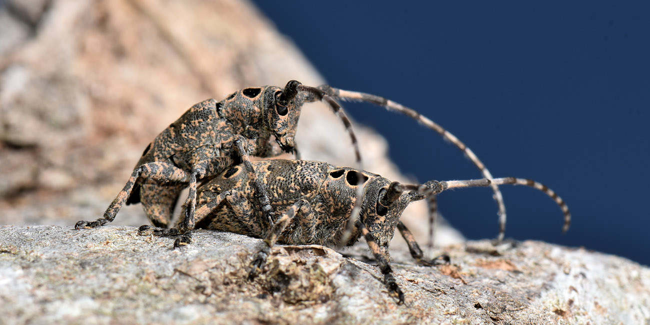 Cerambycidae: Mesosa curculionoides?  S !